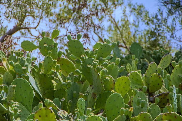 背景をぼかした写真を日光でウチワ サボテン ロブスタ サボテンの明るい緑の茂み コルフ ギリシャ — ストック写真