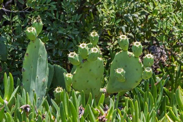 Zářivě Zelené Houštiny Kaktus Opuntia Robusta Slunci Rozmazané Pozadí Korfu — Stock fotografie