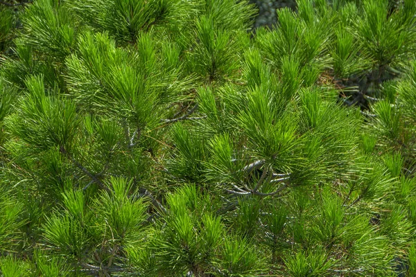 Pinheiro Fresco Sempre Verde Brilhante Ramos Agulhas Verdes Novas Agulhas — Fotografia de Stock