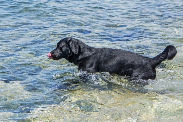 Labrador dog runs on water in the sea. Adorable dog swimming in the sea water. Big black dog is bathed in the water