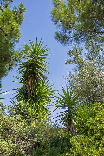 Alte Palme Verdi Esotiche Con Conifera Nel Parco Sotto Cielo — Foto Stock