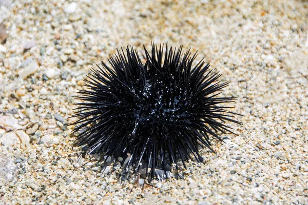 Sea Urchin Sand Beach — Stock Photo, Image