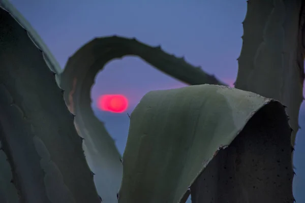 Vacker Solnedgång Scen Med Agave Blad Och Havet Solen Och — Stockfoto