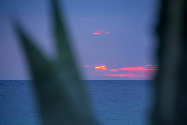 Сцена Заката Размытыми Листьями Морем Солнцем Зайцем Заднем Плане — стоковое фото