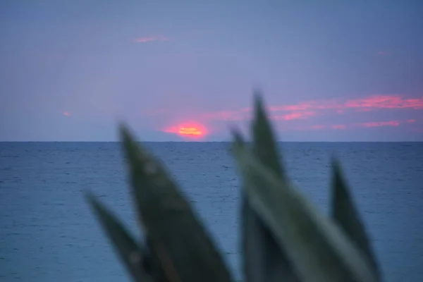 Hermosa Escena Del Atardecer Con Hojas Borrosas Agave Mar Sol —  Fotos de Stock