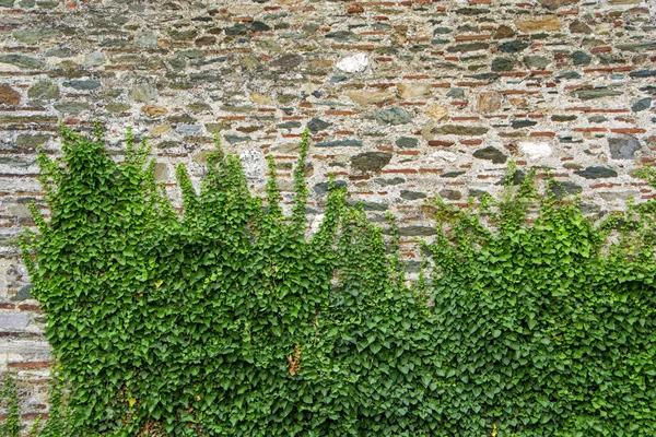 Plantas Verdes Antiga Muralha Fortaleza Eptapyrgio Forte Heptapyrgion Uma Fortaleza — Fotografia de Stock