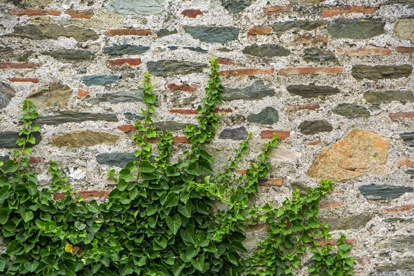 Les Plantes Vertes Sur Mur Antique Forteresse Eptapyrgio Fort Heptapyrgion — Photo