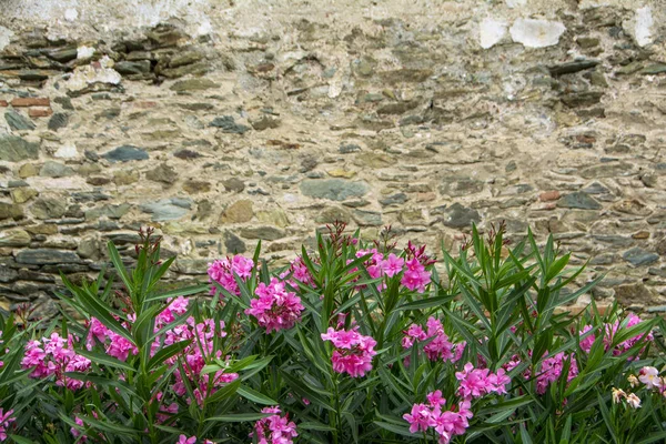 Gyönyörű Rózsaszín Oleander Virágok Háttérben Régi Fal Eptapyrgio Erőd Vagy — Stock Fotó