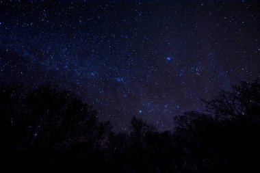 Siluetleri gece yıldızlı gökyüzü ile Samanyolu ve karanlık ormanın ağaçları