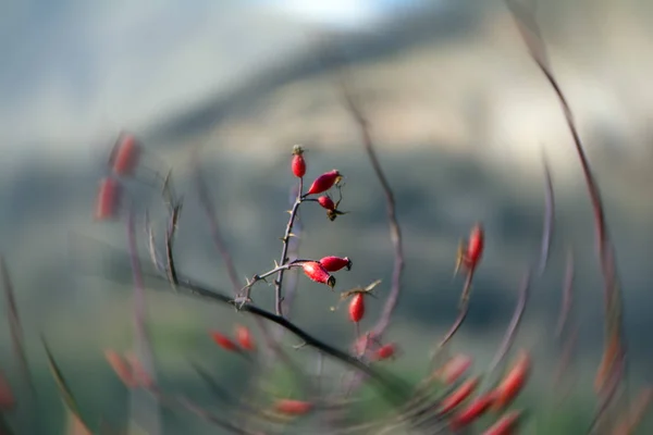 Hips bush with ripe berries. Berries of a dogrose on a bush. Fruits of wild roses. Thorny red dog-rose hips close-up with radial beautiful blurred background