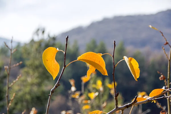 Gelbe Birnbaumblätter Mit Bergen Auf Verschwommenem Hintergrund — Stockfoto