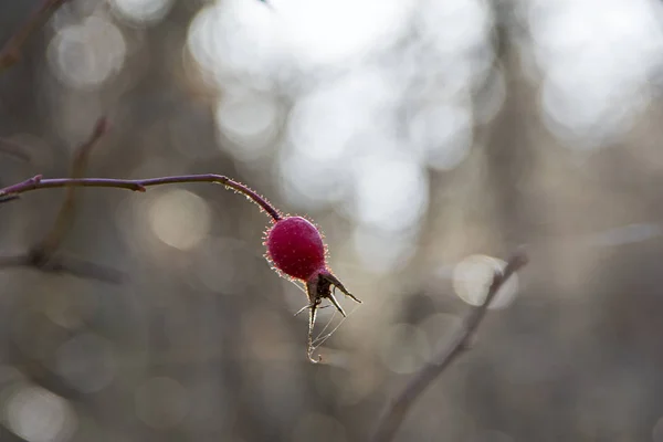 熟したベリーとヒップのブッシュ ブッシュの Dogrose のベリー 野生のバラの実 厄介な赤犬ローズ ヒップ クローズ アップは 美しい背景をぼかし — ストック写真