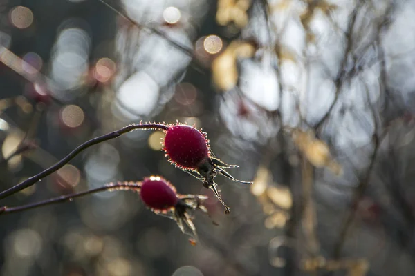 熟した果実とブッシュします ブッシュの Dogrose の果実 野生のバラの果実 厄介な赤犬ローズ ヒップ美しい背景をぼかしをクローズ アップ — ストック写真