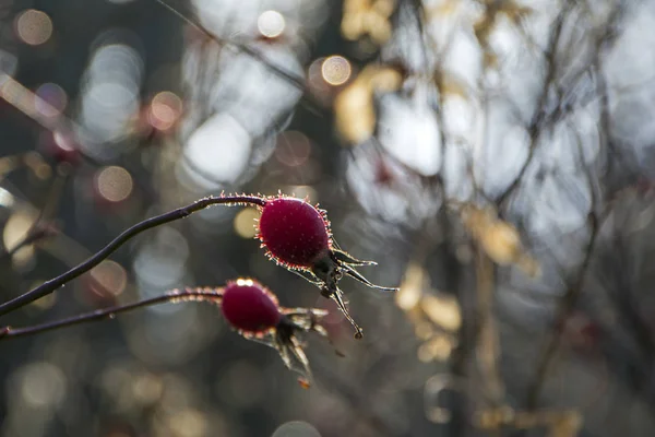 Boky Bush Zralé Plody Bobule Dogrose Keři Plody Divokých Růží — Stock fotografie