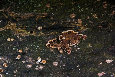 Mantar - ayrıntılı arka plan, doğal doku ile kaplıdır harap eski gri ahşap yüzey