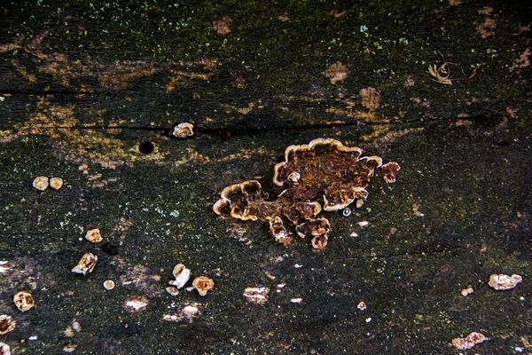 キノコ 詳細の背景 自然な風合いで覆われているボロボロの古い灰色になった木材表面 — ストック写真