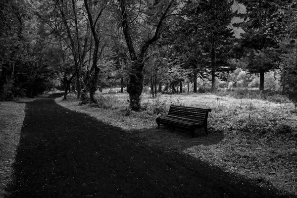 Lonely Bench Path Dark Forest Perspective View Black White Photography — Stock Photo, Image