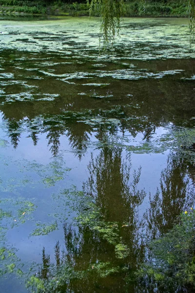 Orman Gölü soyut görünümünü duckweed ile kaplı. Siluetleri ve suya yansıyan mavi gök yeşil ağaçlar