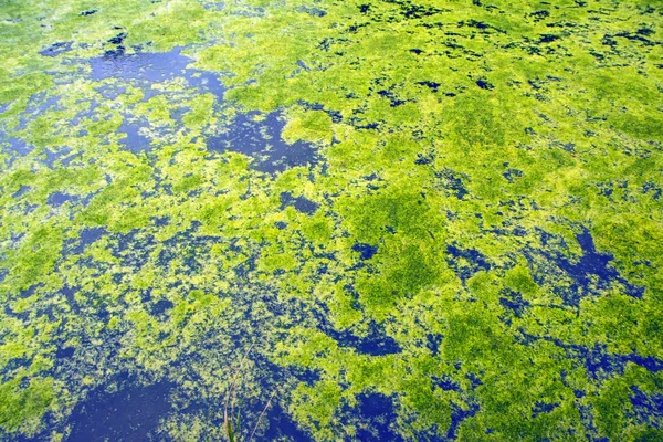 Abstract Natural Background Green Plants Blue Water Surface Fragment Deserted — Stock Photo, Image