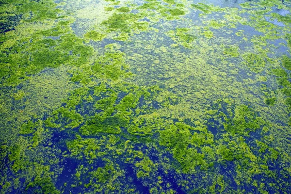 Abstracte Natuurlijke Achtergrond Met Groene Planten Blauwe Water Fragment Van — Stockfoto