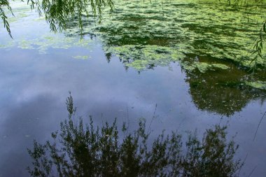 Orman Gölü soyut görünümünü duckweed ile kaplı. Siluetleri ve suya yansıyan mavi gök yeşil ağaçlar