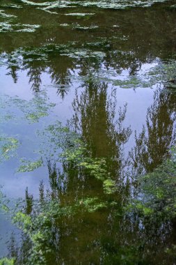 Orman Gölü soyut görünümünü duckweed ile kaplı. Siluetleri ve suya yansıyan mavi gök yeşil ağaçlar