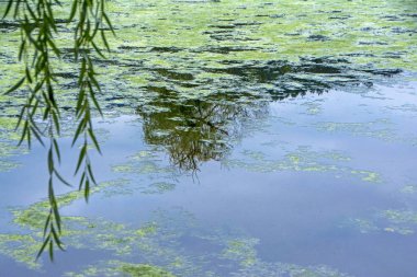 Orman Gölü soyut görünümünü duckweed ile kaplı. Siluetleri ve suya yansıyan mavi gök yeşil ağaçlar
