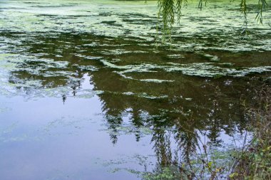 Orman Gölü soyut görünümünü duckweed ile kaplı. Siluetleri ve suya yansıyan mavi gök yeşil ağaçlar