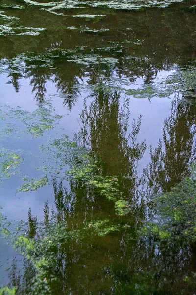 Абстрактный Вид Лесное Озеро Покрытое Грязью Зеленые Деревья Силуэты Голубое — стоковое фото