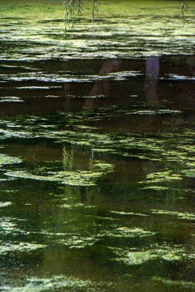 Vista Abstrata Lago Florestal Coberto Com Plantas Daninhas Sílhuetas Árvores — Fotografia de Stock