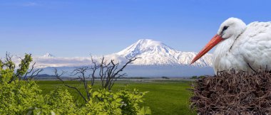 Beyaz leylek parlak kırmızı gaga bir yuvaya Ararat dağ arka plan ile. Ermenistan görünümden. Doğada güzel kuş ile Panorama