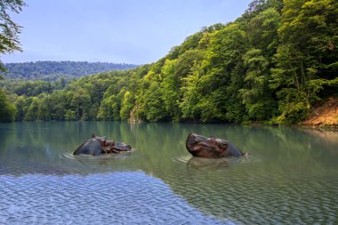 İki suaygırları suda ıslatın ve arka plan üzerinde güzel yeşil orman. Ortak su aygırı (su aygırı amphibius) siyah Volta Nehri, Gana, Afrika