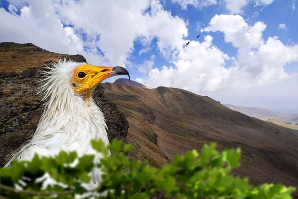 Beautiful Portrait Egyptian Vulture Mountains Blue Sky Clouds Birds Background — Stock Photo, Image