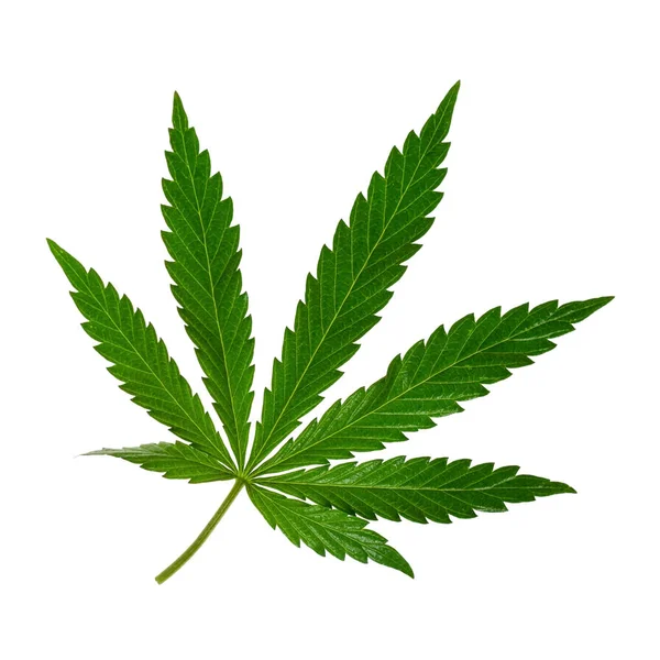 Folha verde de maconha. Cannabis planta folha isolada no fundo branco — Fotografia de Stock