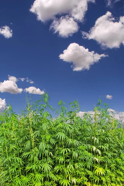 Vertikal Schöne Landschaft Mit Grünem Cannabisfeld Vor Blauem Himmel Und — Stockfoto