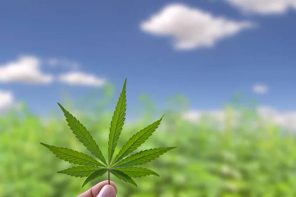 Ein Hanfblatt Einer Männlichen Hand Vor Cannabis Grünem Feld Und — Stockfoto