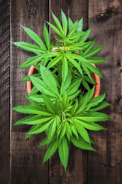 Cannabis Grüne Pflanze Wächst Einer Kreuzfahrt Auf Braunen Holztischplatten Ansicht — Stockfoto