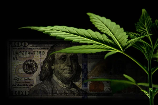 Grüne Cannabisblätter Werfen Dunkle Schatten Auf Uns 100 Dollar Banknote — Stockfoto