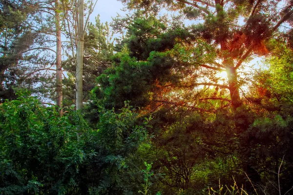 Skogslandskapet Våren Skogsträd Med Växter Förgrunden Och Solljuset Skiner Igenom — Stockfoto