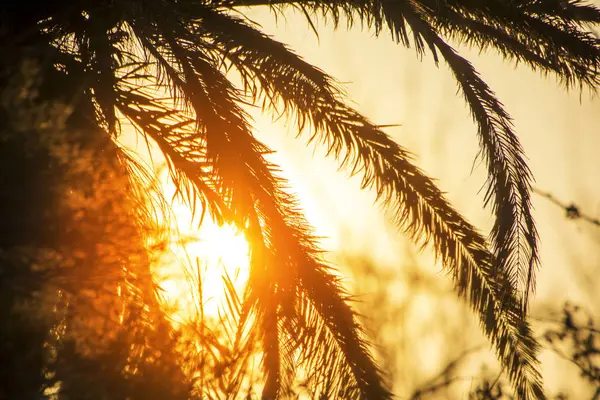 Tropical Luxury Paradise Beach Palm Sunny Summer Sunset Солнечный Свет — стоковое фото