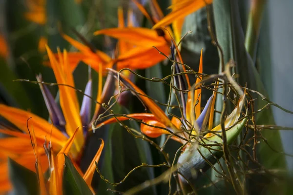 Close Exotische Bloem Strelizia Reginae Paradijsvogel Groeien Tropische Tuin Met — Stockfoto