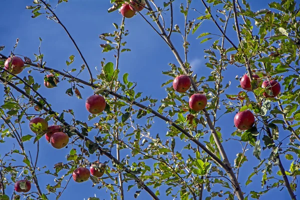 Органические Спелые Яблоки Готовые Собирать Ветках Деревьев Голубом Фоне Неба — стоковое фото