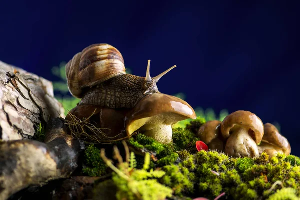 Hermosa Escena Macro Naturaleza Con Caracol Solitario Helix Pomatia Setas — Foto de Stock