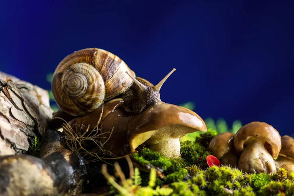 Vacker Natur Makro Scen Med Ensam Snigel Helix Pomatia Svampar — Stockfoto