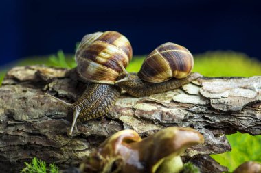 Çam ağacı üzerinde birbirini izleyen iki salyangoz (Helix pomatia) ile yakın çekim sahne kabuk arka plan bulanık ve mantar (Suillus) ön plan üzerinde koyu mavi gökyüzü ile