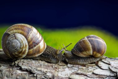 İki Salyangoz (Helix pomatia) eyeball-to-eyeball çam ağacı kabuğu bulanık arka planı yeşil yosun ve koyu mavi gökyüzü ile Tarih ile doğanın güzel makro sahne. Metin için mükemmel arka plan