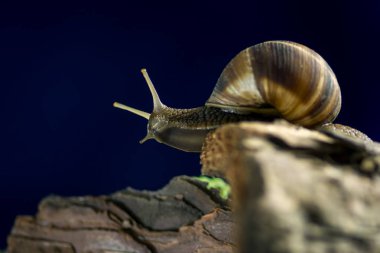 Çam ağacı kabuğu bulanık arka plan üzerinde koyu mavi gökyüzü karşı kenarına yalnız salyangoz (Helix pomatia) ile doğanın güzel makro sahne. Düşük açılı görünüş. Test için mükemmel arka plan
