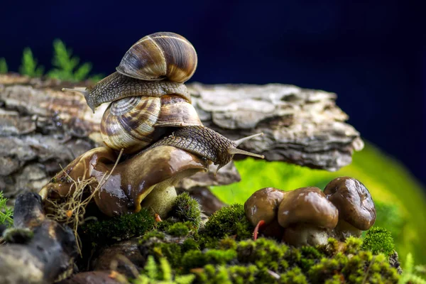 Bela Cena Engraçada Com Dois Caracóis Helix Pomatia Nos Cogumelos — Fotografia de Stock