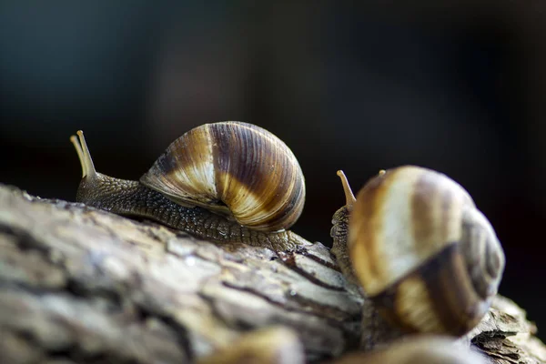 Cena Close Com Dois Caracóis Helix Pomatia Seguindo Outro Casca — Fotografia de Stock