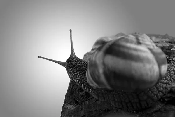 Hermosa Silueta Del Caracol Helix Pomatia Mirando Luz Macro Fotografía — Foto de Stock